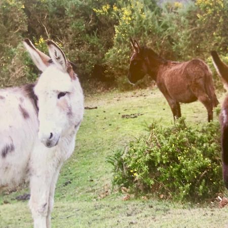 Shorefield Country Park, Where The New Forest Meets The Sea, Passes For All Entertainment Included Milford on Sea Dış mekan fotoğraf